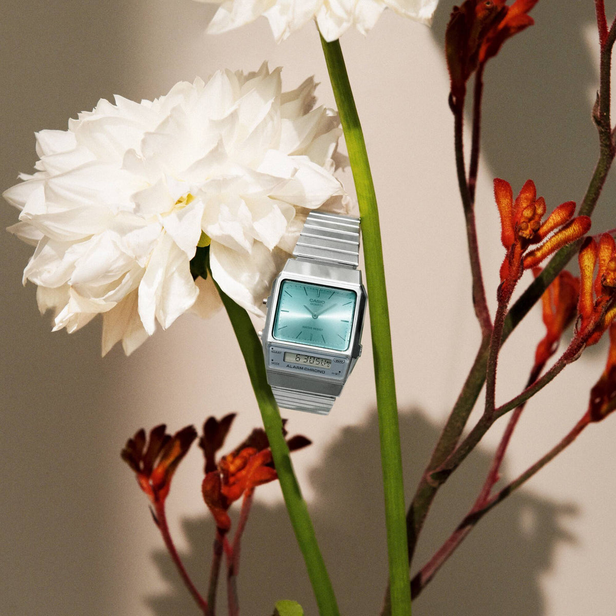 Casio Vintage Edgy AQ-800EC-2AE styled vertically among white flowers and red botanicals